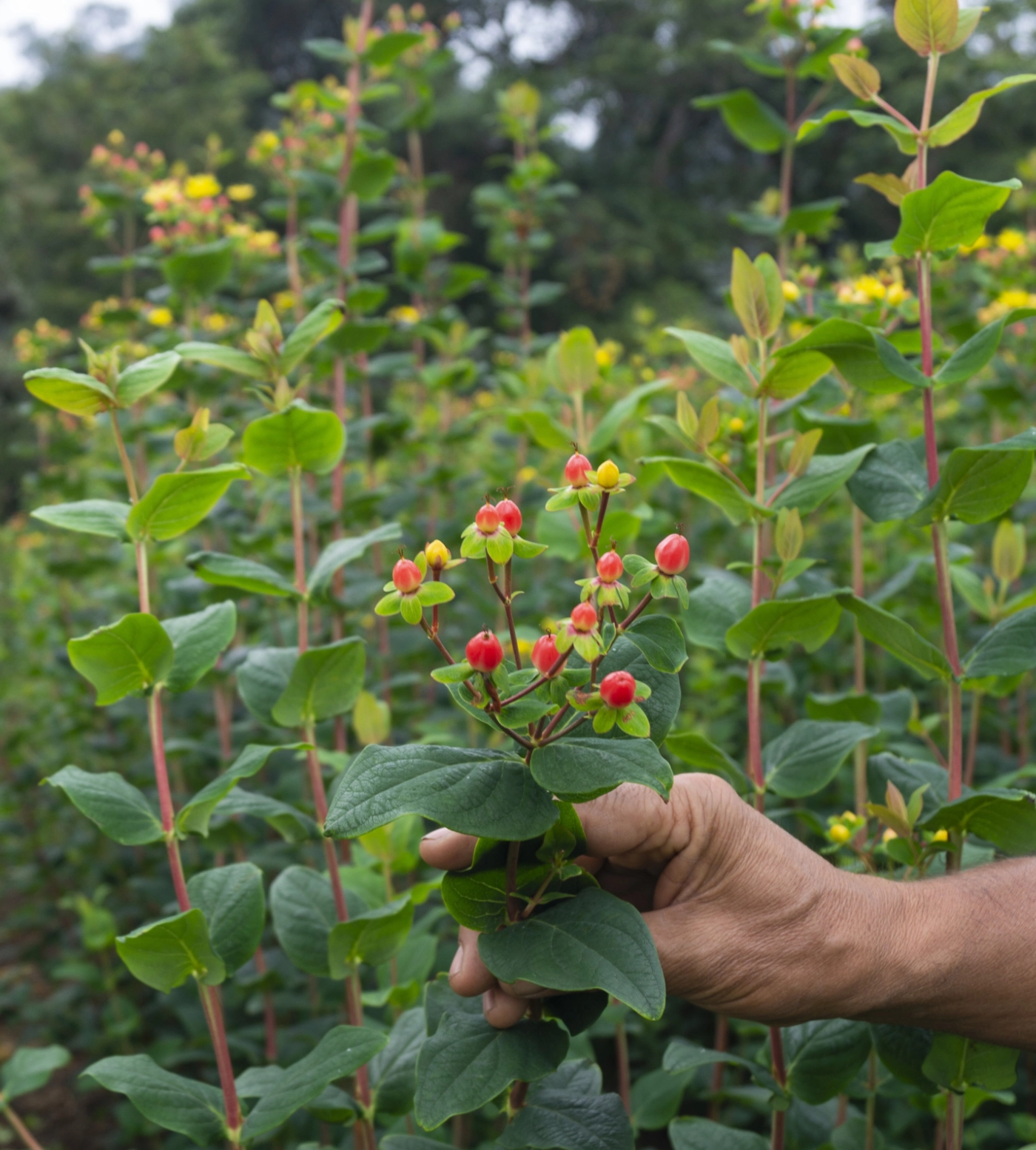 Hand holding a coculos plant in Esperanza Greens